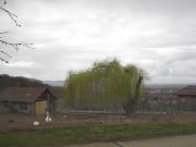 Blick vom Jesuitenschloss nach Westen über die Gänse bei der weide ins Rheintal an Ostern 2005