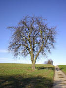 Birnbaum im Winter am 8.1.2005