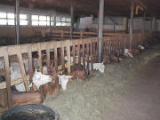 Ringlihof - im Stall am 17.1.2005