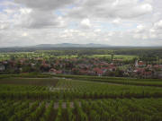 Blick vom Nordende Batzenberg nach Norden über Schallstadt zum Kaiserstuhl a, 9.7.2005