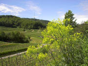Blick nach S�den zum Totenkopf mit F�rberwaid rechts am 24.5.2005