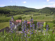Blick über Alt-Vogtsburg nach Süden zum Totenkopf - blaue Orchideen im Mai
