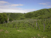 Blick nach Nordwesten �ber Alt-Vogtsburg zum Badberg Ende Mai 2005