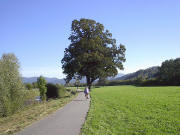Blick nach Osten bei Littenweiler am 9.10.2005 zum großen Baum an der Dreisam
