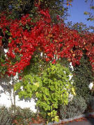 Efeu und Feige am 17.10.2005