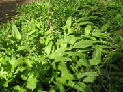 B�rlauch am 30.4.2006 bei Schelingen im Kaiserstuhl