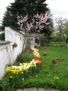 Blick nach Osten am 25.4.2006 - 300 Tulpen