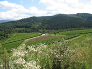 Blick vom Altenberg nach Osten zum Neuenberg und Weingut Probst am 26.10.2006