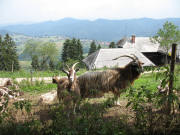 Blick nach Norden �ber den Stockhof auf Horben am 8.8.2006