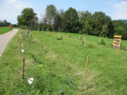 Blick nach Westen �ber den Kr�ttweg zur Streuobstwiese am 2.9.2006 