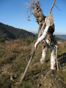 Blick nach Norden auf dem Kamelberg am 22.12.2006