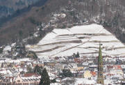 Blick nach Nordosten zum Schlo�berg - Weinberg in der Stadt Freiburg