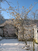 Bl�hende Zaubernu� am 12.2.2006