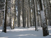 Im Wald zwischen Balzenwaldh�tte und Hochfirst 
