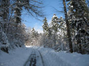 Winterwald am 8.3.2005 im Dreisamtal