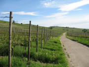 Blick nach S�den hoch zum Propfreben-Denkmal von Scherzingen kommend am 17.5.2006