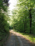 Fahrstr��chen zum Jockelesh�usle im Zastler: Junge Buchen am 6.5.2006