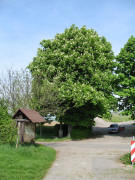 Blick nach Westen auf die bl�hende Ro�kastanie beim Attilafelsen am 4.5.2006