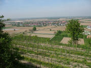 Blick vom Tuniberg-Westweg nach Westen auf Oberrimsingen am 4.5.2006