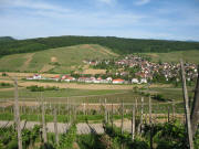 Blick vom Batzenberg nach Osten übers Schneckental auf Pfaffenweiler