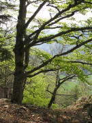 Eine alte Eiche auf dem Scheibenfelsen im Zastler
