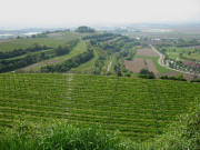 Blick vom Berg (314 m) nach S�dosten zur Ehrentrudiskapelle am 4.5.2006 - links darunter Munzingen
