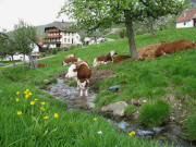 Blick nach Norden zum Maierhof in Oberried-V�rlinsbach am 5.5.2006