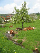 Blick nach Norden zum Maierhof in Oberried-V�rlinsbach am 5.5.2006