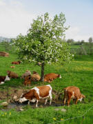 Gl�ckliche K�he in Oberried-V�rlinsbach am 5.5.2006