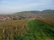 Blick vom Nordende des Batzenbergs am 10.11.2006 nach Osten auf Ebringen