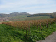 Blick vom Nordende des Batzenbergs am 10.11.2006 nach Osten zum D�rrenberg bei Ebringen