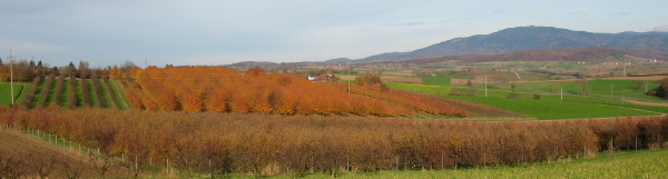 Blick übers herbstliche Markgräflerland nach Nordosten zum Hochblauen Ende November 2006