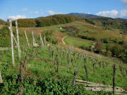Blick vom Stalten nach Osten über die Weinhänge "Paradies" oberhalb von Feldberg am 2.11.2006