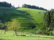 Blick nach Süden über Schafe im Leimbachtal am 10.11.2006 um 10 Uhr