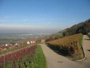 Blick vom Wiiwegli am Fuß des Sommerbergs nach Norden über Leutersberg zu Rieg bis St.Georgen am 7.11.2006