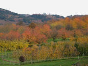 Blick vom Aub�chle ob Obereggenen nach Osten zu leuchtenden Obstb�umen am 20.11.2006 abends