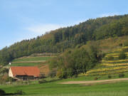 Blick nach Nordwesten zum Rinzberghof - Weinverkauf rechts hinter der Scheine - am 6.11.2006