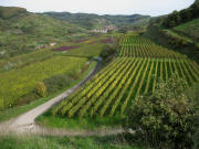 Blick von Oberbergen nach Nordosten auf Schelingen am 22.10.2006