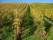 Goldene Reben bis zum Himmel am Altenberg bei Grunern am 26.10.2006