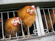 Zwei Sauerl�nder H�hner kommen im Schwarzwald an