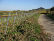 Blick �bers Wiiwegli unterhalb Sedanplatz nach Norden zum Kastelberg am 26.10.2006