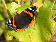 Schmetterling in den Reben am Tuniberg am 22.10.2006