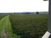 Blick nach S�den �ber Tiengen bis zum Tuniberg bei Munzingen
