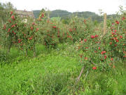 Blick nach Nordosten �ber die Apfelb�ume am Baldenwegerhof am 10.9.2006