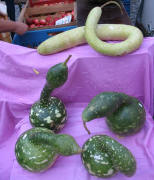 Kalebassen vom Rudmann-Hof aus Ihringen am 30.9.2006