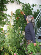 Tomaten über 2 m hoch am 16.9.2006