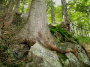 Eine riesengroße Fichte umkrallt mit drei Wurzelarmen ihren lieben Felsbrocken - und der hält im Zastler Loch auch noch am 5.9.2006 