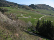 Blick vom Fohrenberg nach Süden zum Kastelberg am 10.4.2007