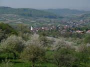 Tele-Blick von der Stra�e Schallsingen - St.Johannis Breite nach Westen auf Obereggenen am 19.4.2007