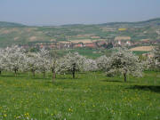 Blick vom Weg von St.Johannis Breite zum Aub�chle nach Norden auf Obereggenen am 17.4.2007